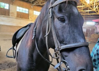 Powiększ zdjęcie: Zdjęcie konia w stadninie