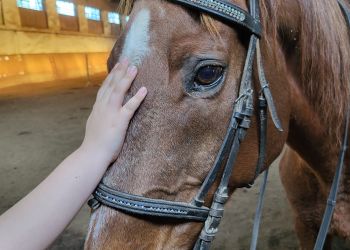 Powiększ zdjęcie: Zdjęcie konia w stadninie