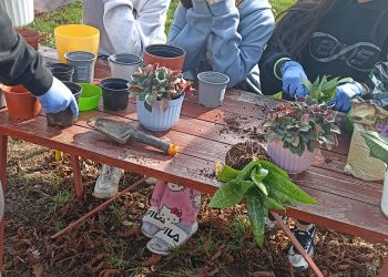 Powiększ zdjęcie: Rozsadzanie kwiatów