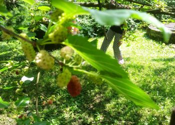 Powiększ zdjęcie: zrywanie i smakowanie owoców morwy