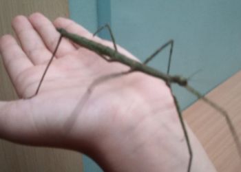 Powiększ zdjęcie: patyczak na ręce