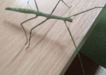 Powiększ zdjęcie: zdjęcie patyczaka