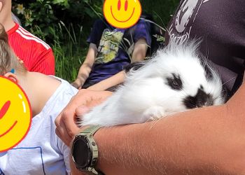 Powiększ zdjęcie: królik na rękach