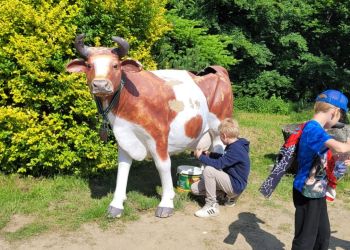 Powiększ zdjęcie: krowa 