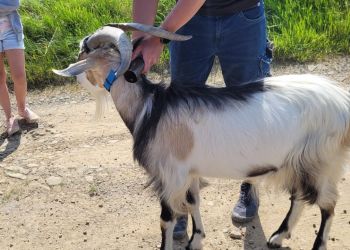 Powiększ zdjęcie: koza 